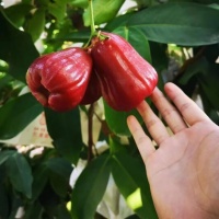 Mận đỏ An Phước (roi) loại 1 mọng nước